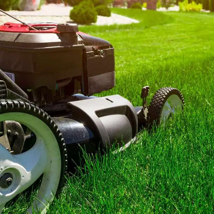Essential Things You Need to Do to Your Lawn