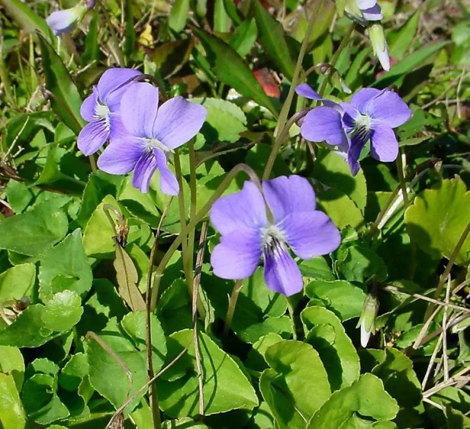 Exciting Violets In Lawn  rssmix.info