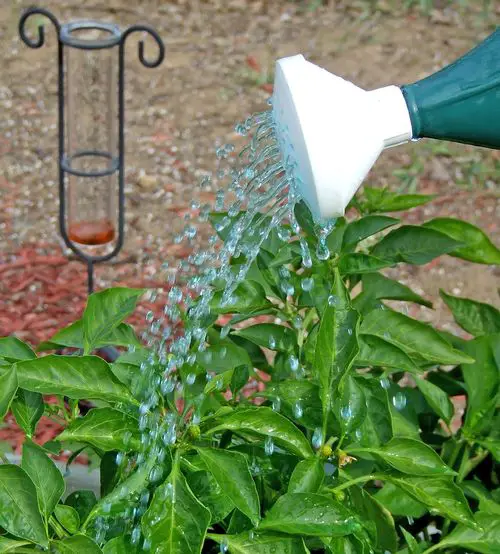 Fertilizer basics for the smart gardener