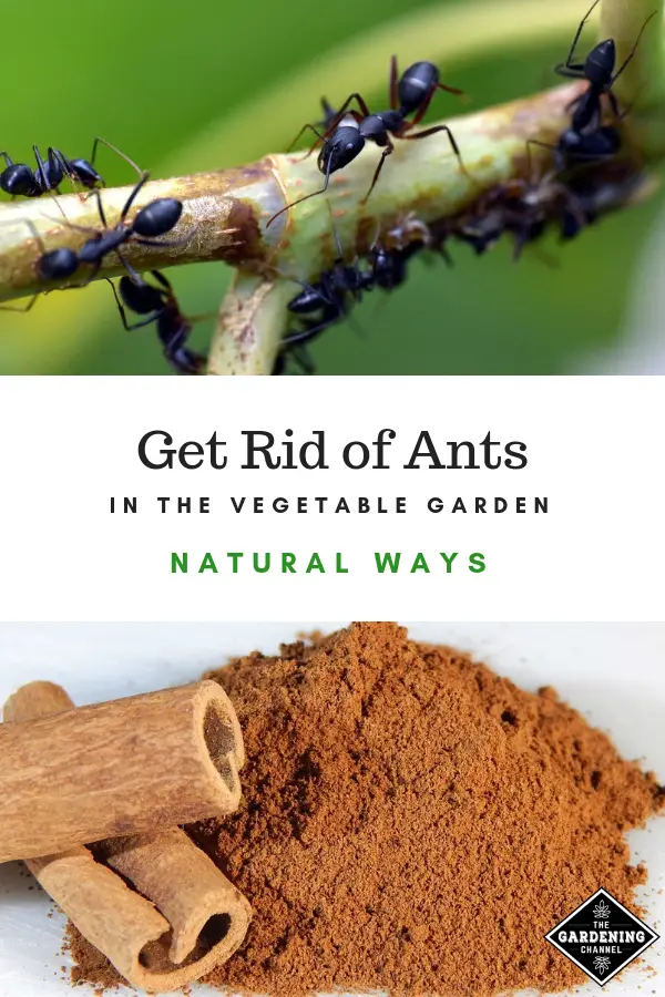 Follow these tips to get rid of ants in your vegetable garden. Try ...