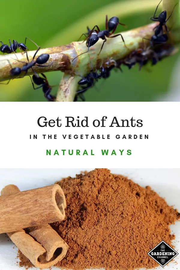 Follow these tips to get rid of ants in your vegetable ...