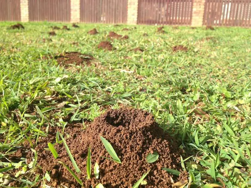 Funnel ants ruining your lawn?  The Bug Doctor