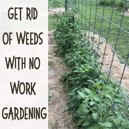 Gardening without work: How to get rid of weeds â Day to Day Adventures