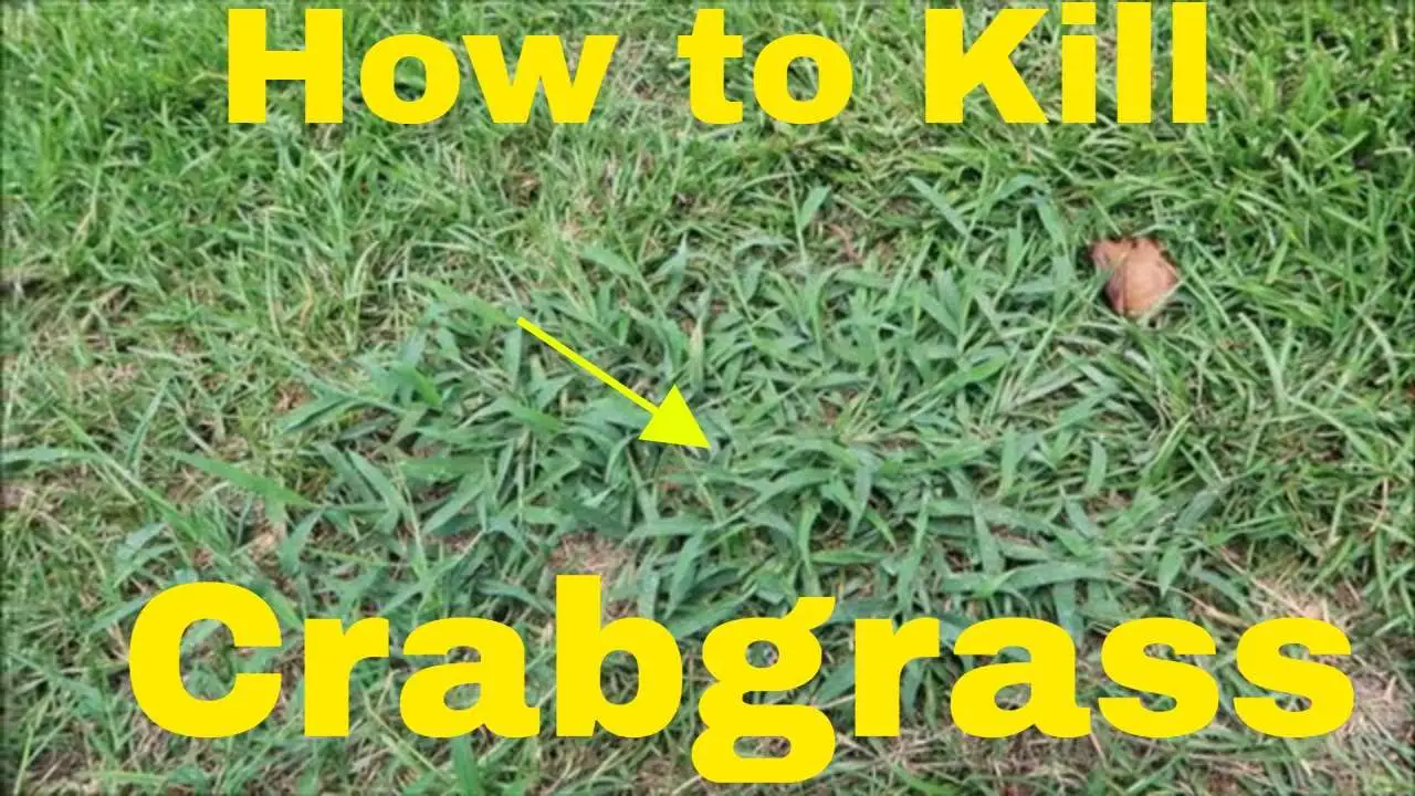 Get Rid Of Crabgrass Fast