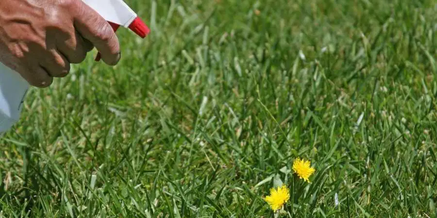 Get Rid of Dandelions in Your Lawn
