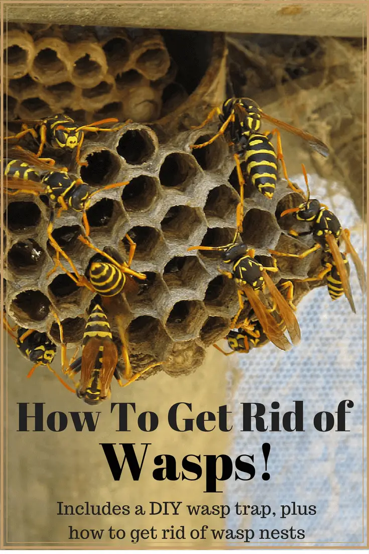Get rid of wasps and enjoy your yard/garden again! # ...