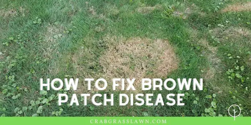 Getting Brown Spots in your Lawn? Causes + How to Get Rid of Brown ...