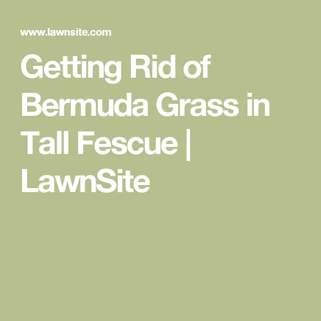 Getting Rid of Bermuda Grass in Tall Fescue