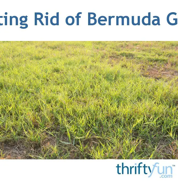 Getting Rid of Bermuda Grass