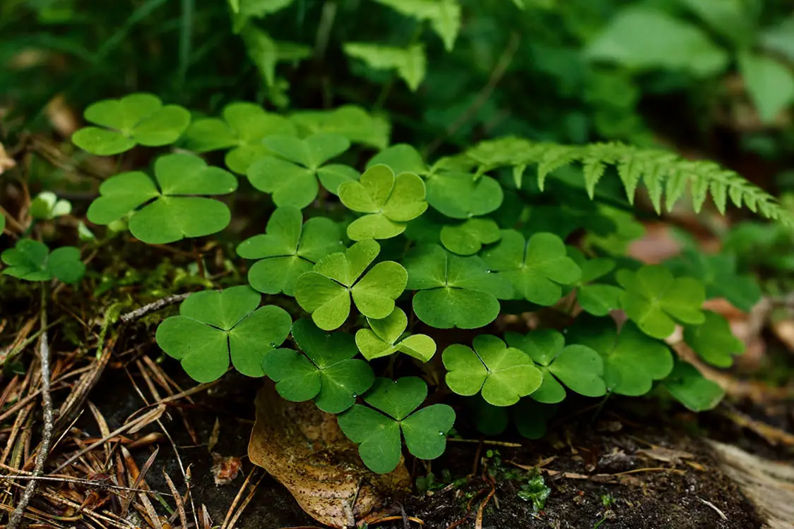 Getting rid of clover in your lawn