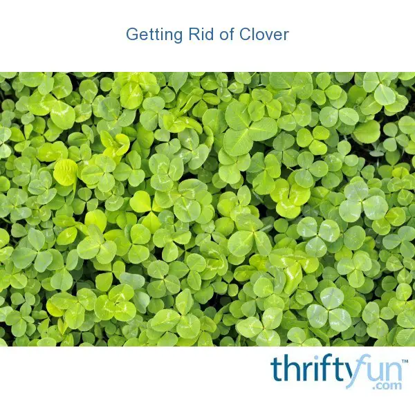 Getting Rid of Clover