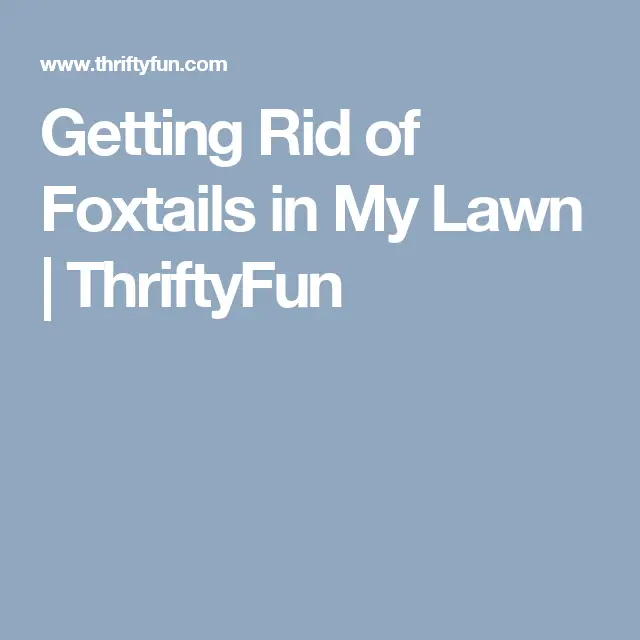 Getting Rid of Foxtails in My Lawn?