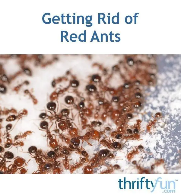 Getting Rid of Red Ants