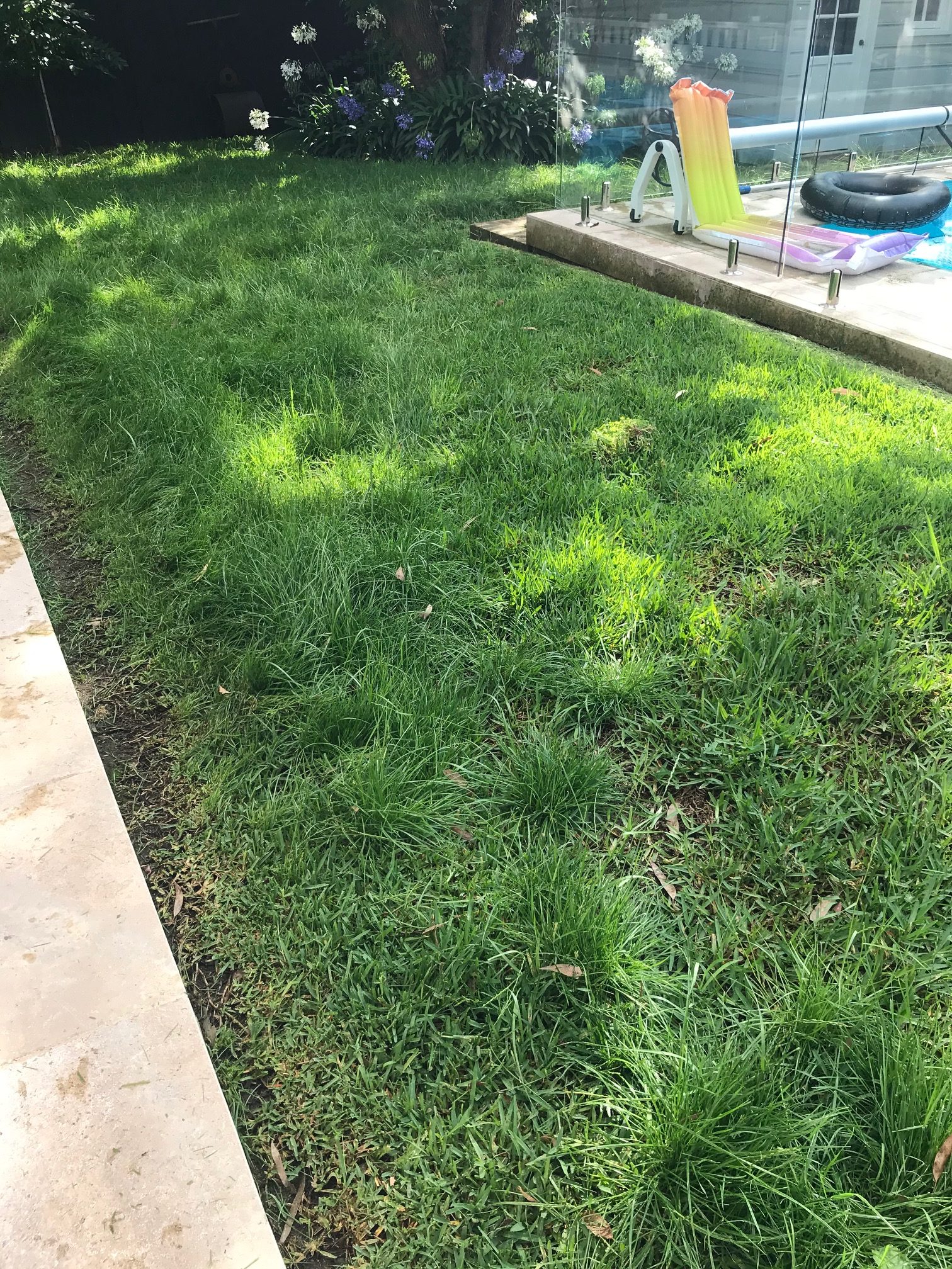 Getting Rid Of Rye Grass In Your Buffalo Lawn
