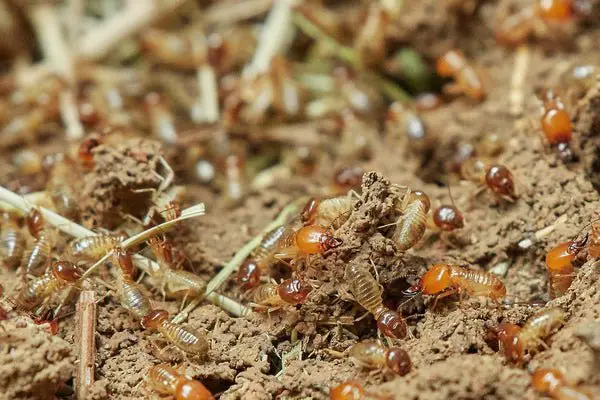 Getting Rid of Termites: How to Get Rid of Termites Yourself