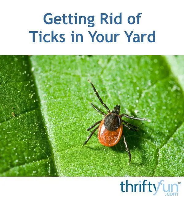 Getting Rid of Ticks in Your Yard