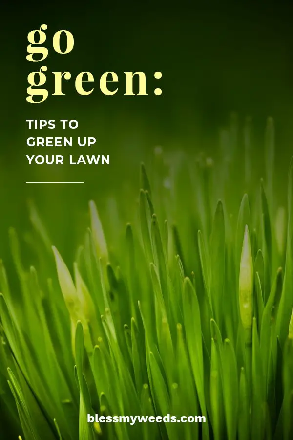 Go Green: Tips To Green Up Your Lawn ~ Bless My Weeds