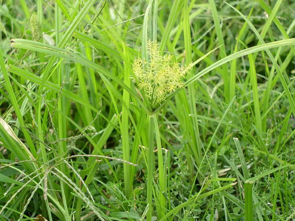 Going Nuts from Nutsedge in Your North TX Lawn? Here