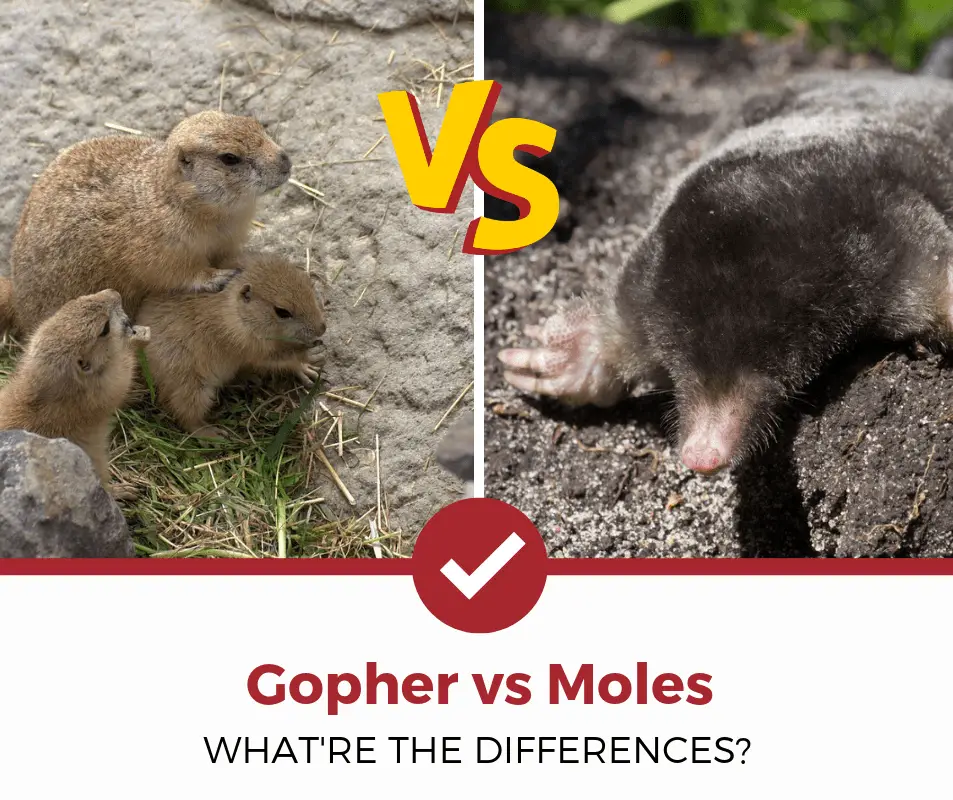 Gophers vs Moles (Whatre The Differences?)
