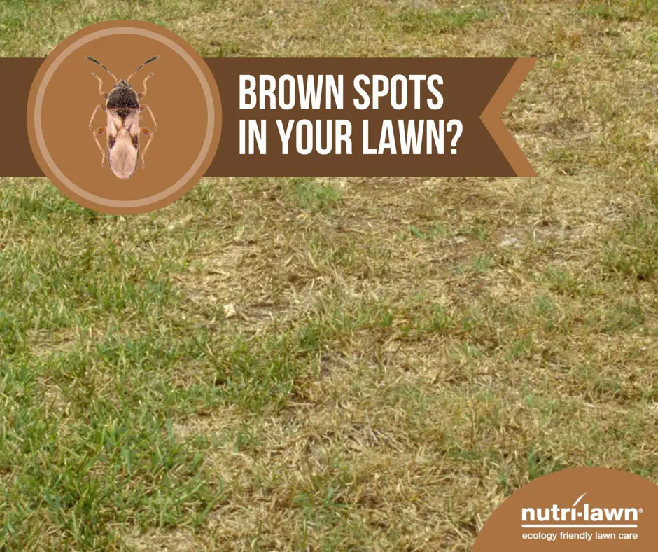 Got spots of brown in your lawn? It could be chinch bugs! Find out ...
