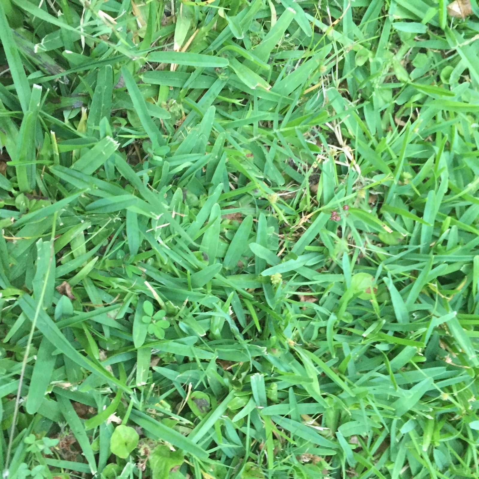 Grass identification