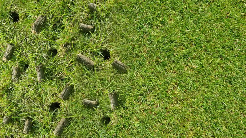 Grass Seed 101: Everything you Need to Know About Lawn ...
