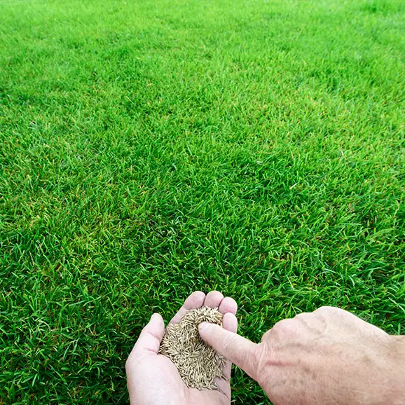 Grass Seed Buying Guide at Menards®