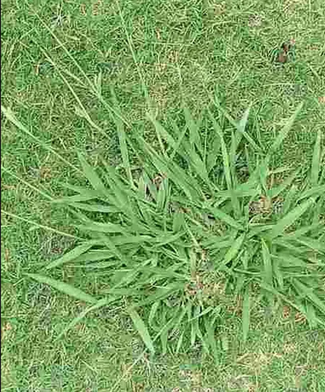 Grass Weeds â LawnPride Australia