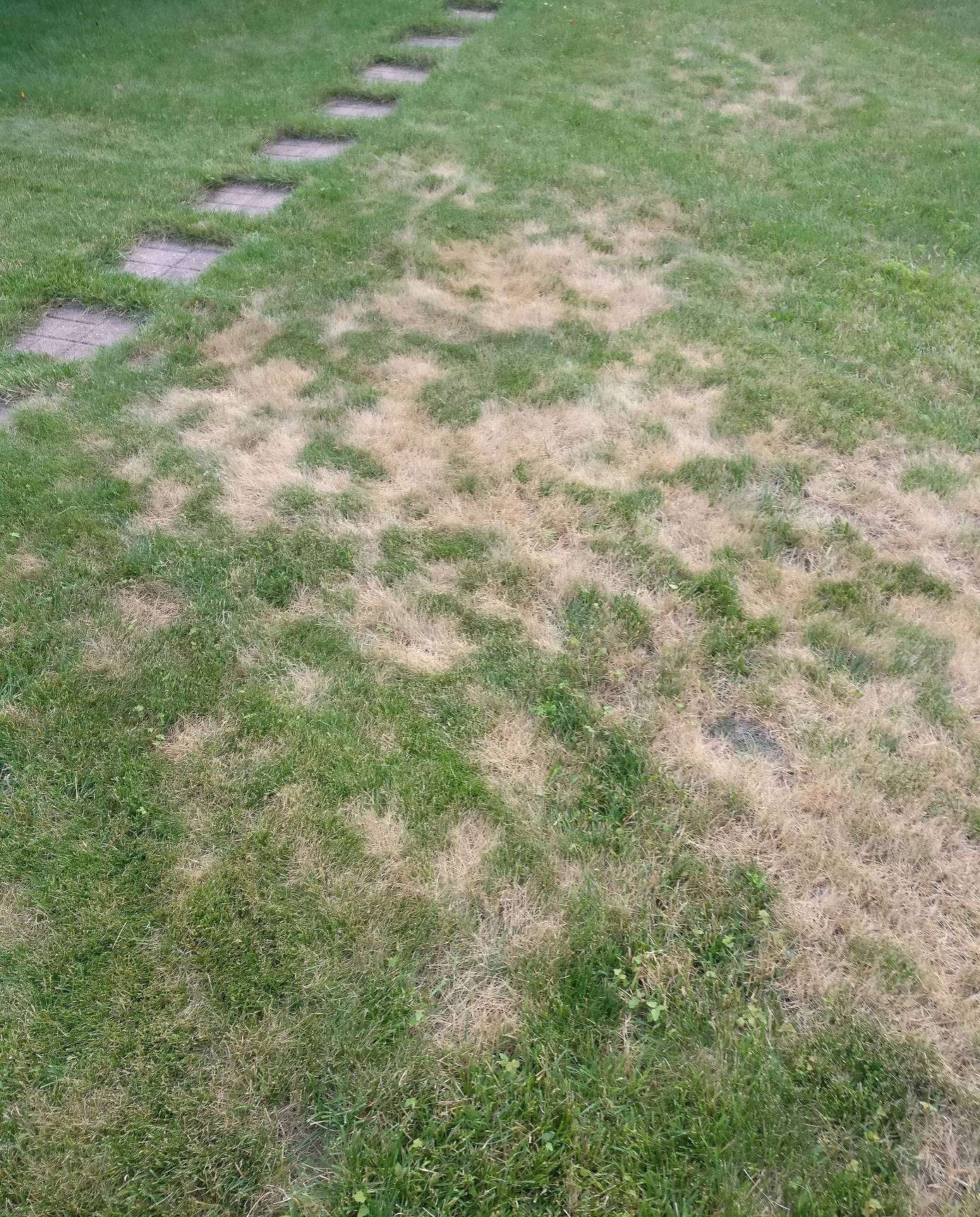 What Is Killing My Lawn - LoveMyLawn.net