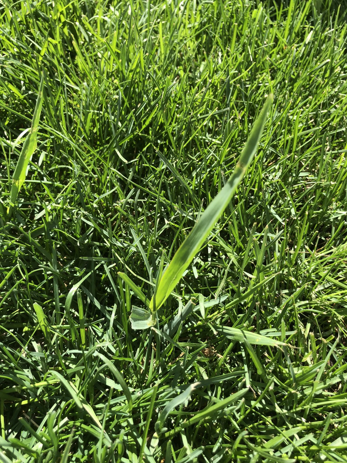 Grassy weed identification help!