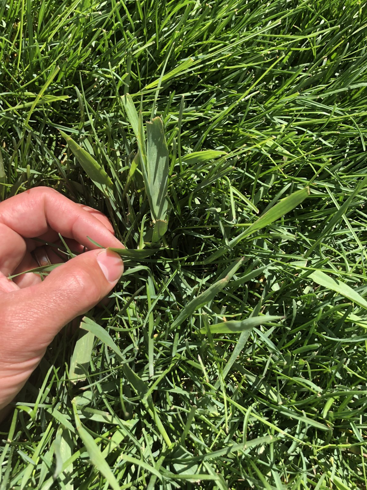 Grassy weed identification help!