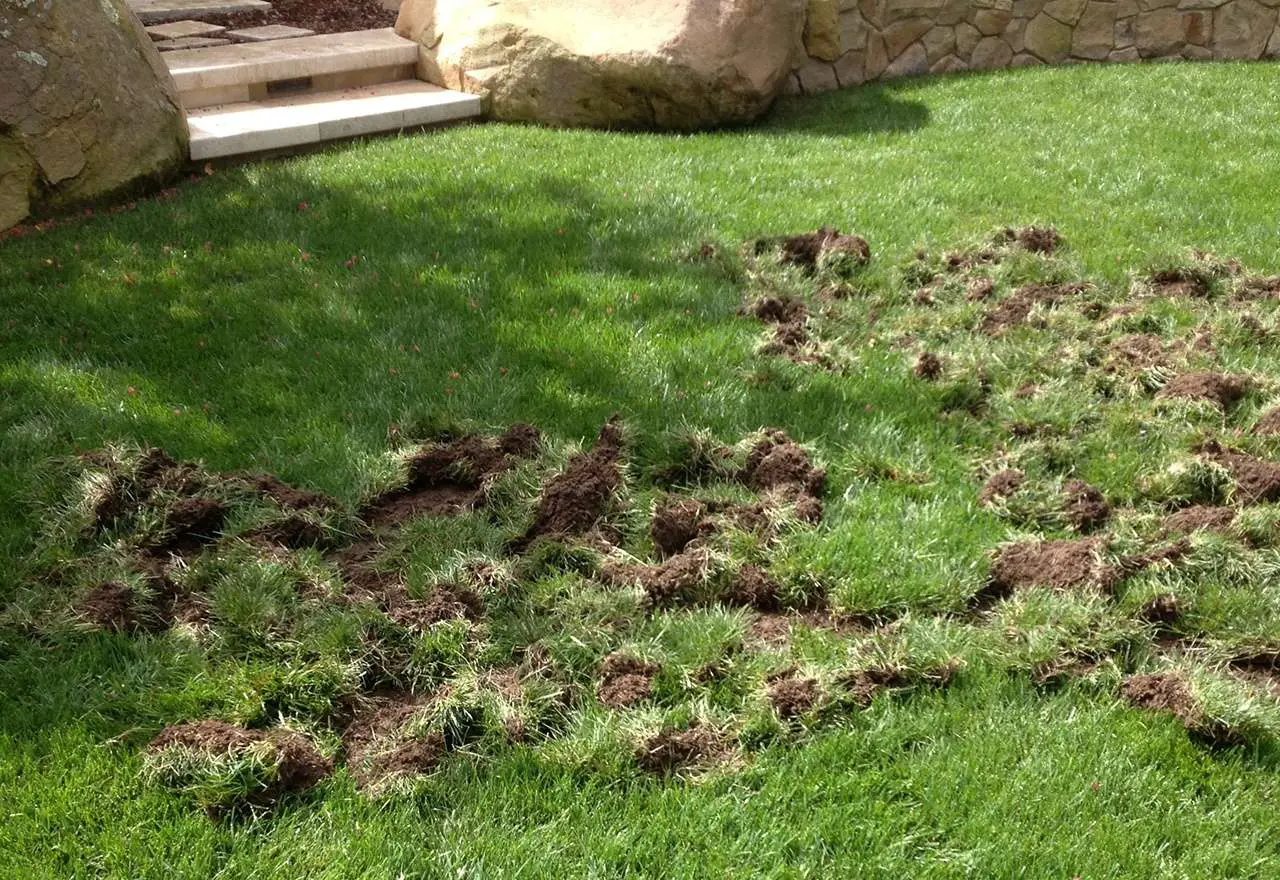 Grub Damage in a Lawn