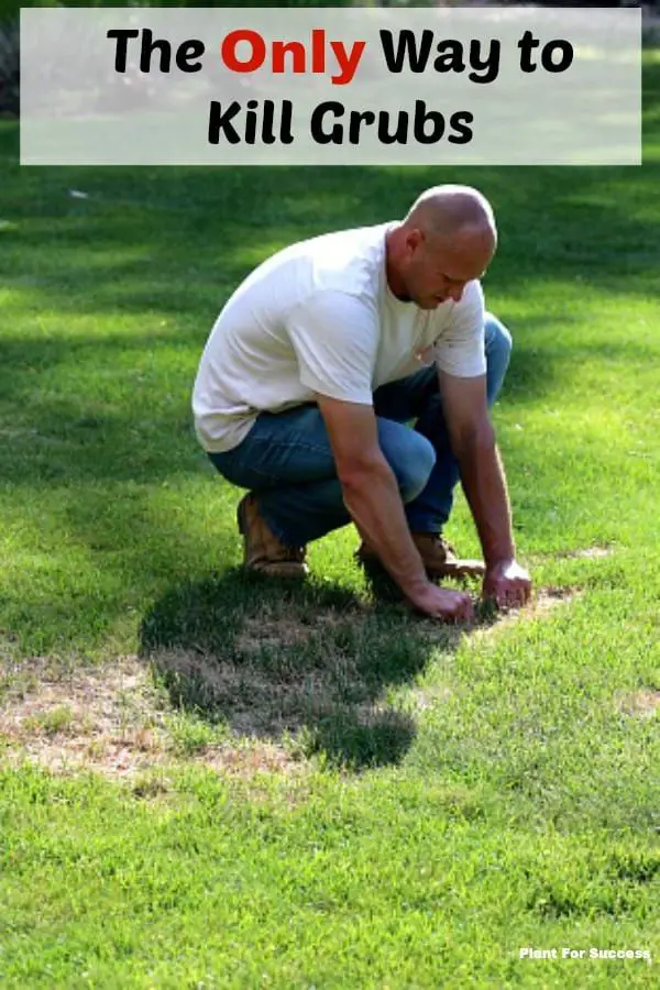 Grubs in your lawn can do tons of damage. It is important ...