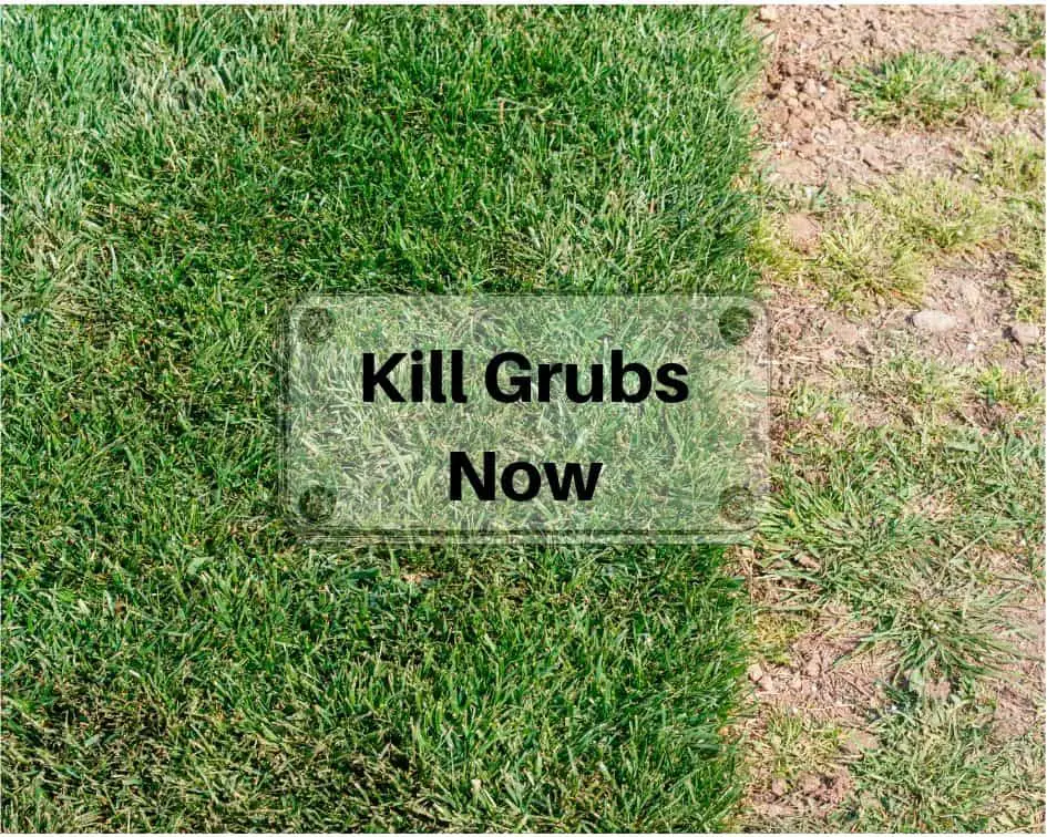 Grubs &  moles are destroying your grass
