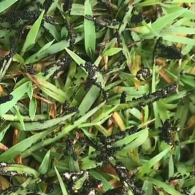 Guide to the 10 Most Common Lawn Diseases