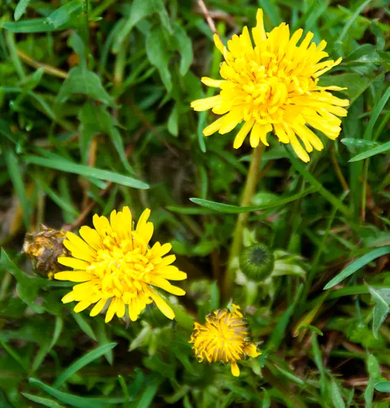 Harvested Dandelions â Use them to heal Everything from Arthritis to ...