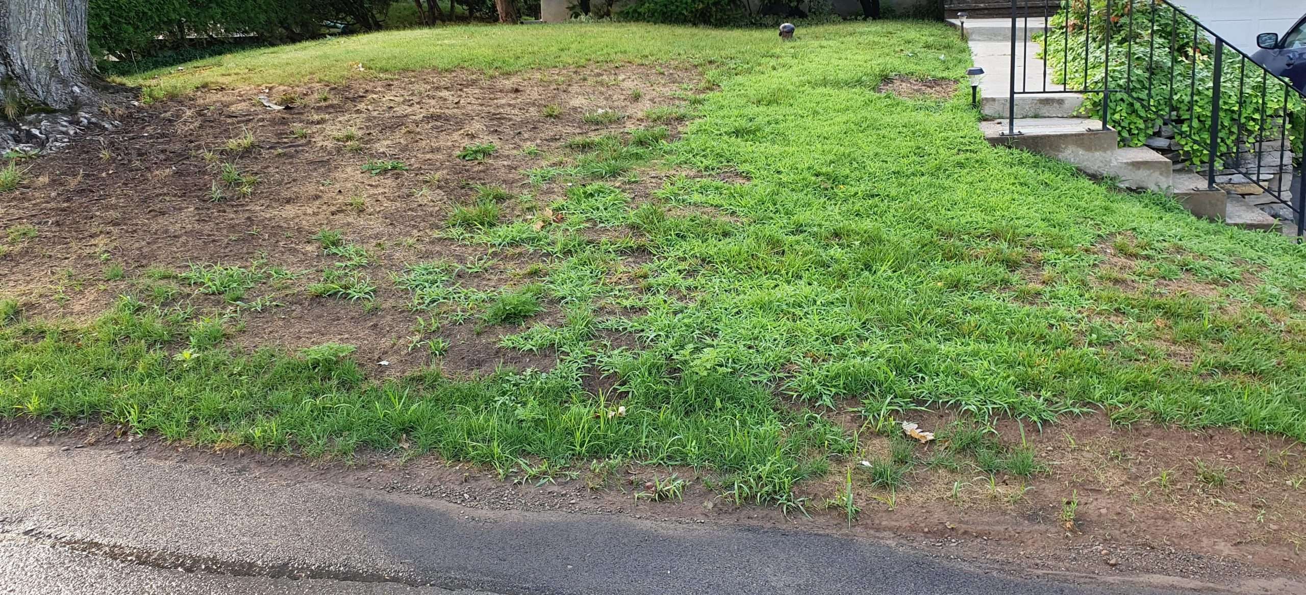 Help! First time in 7 years of home ownership having lawn issues. Crab ...