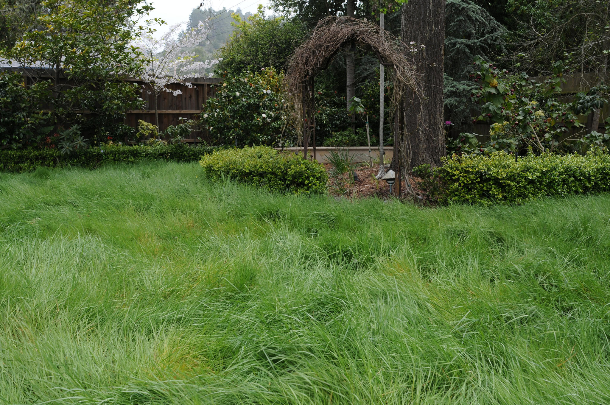 Hey, California, you can still have a lawn! Here are five ...