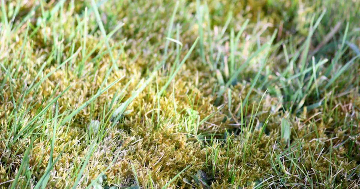 Homemade Lawn Fungus Treatment : How To Treat Fungus Causing Brown ...