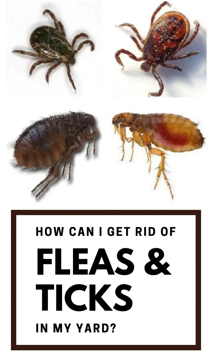 How Can I Get Rid Of Fleas And Ticks In My Yard?