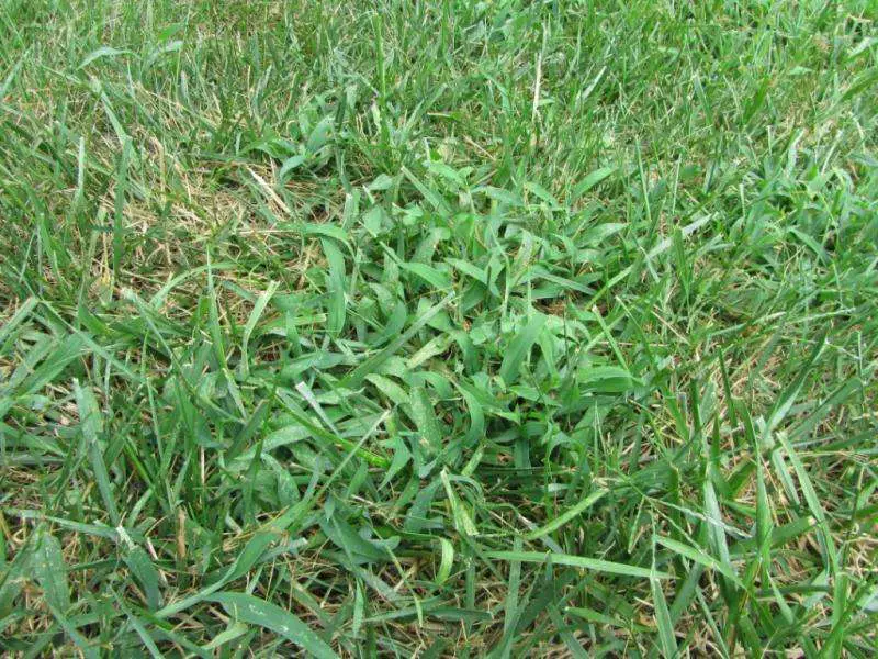 How can I get rid of this thing in my fescue lawn ? (pictures added ...