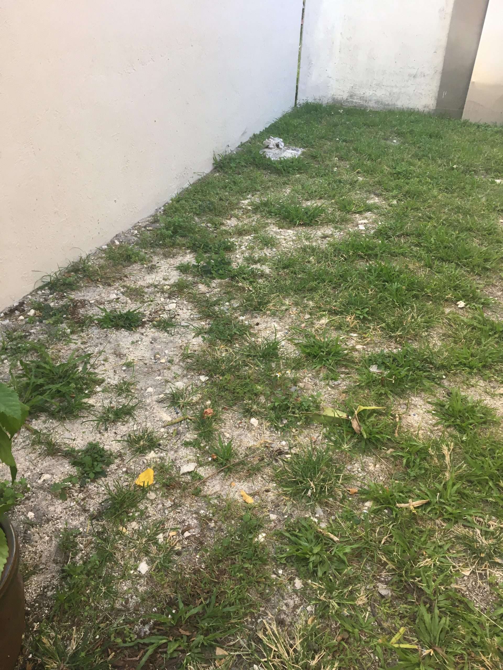 How Do I Get My Grass To Grow : Remedies For Heat Burnt Grass