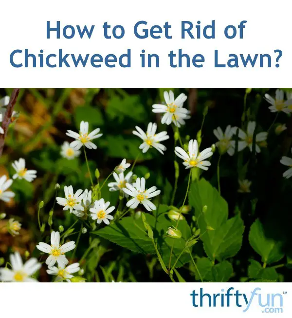 How Do I Get Rid of Chickweed in the Lawn?