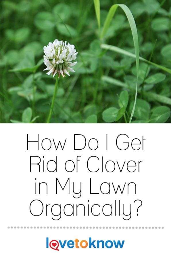 How Do I Get Rid of Clover in My Lawn Organically? in 2020 ...