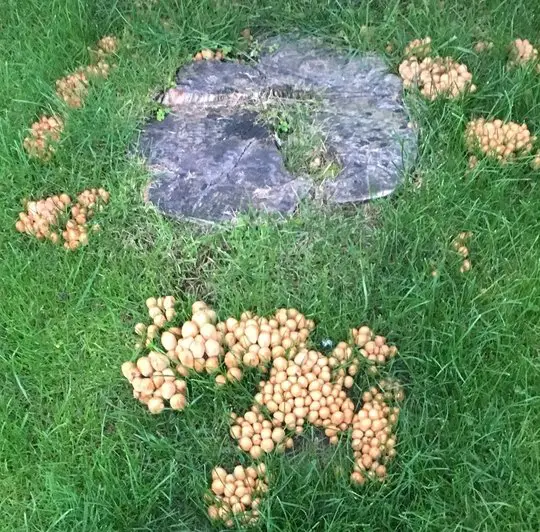 How Do I Get Rid Of Toadstools In My Lawn
