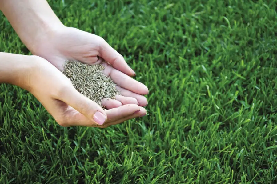 How Do I Know If I Need To Overseed My Lawn?