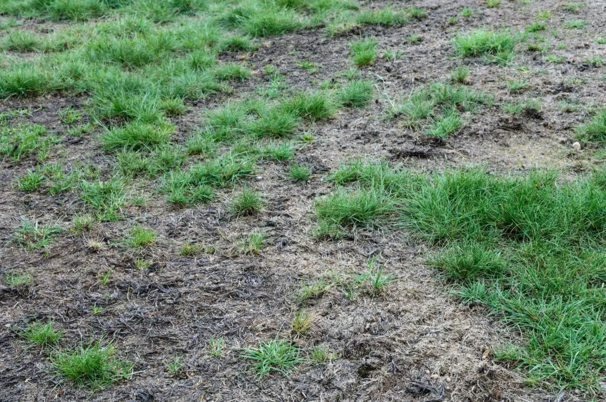 How Do I Repair My Lawn And Bring It Back To Life ...