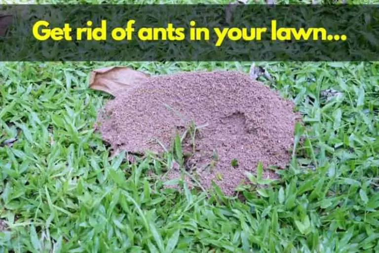 How Do You Get Rid of Ants in Grass [Fixes that Work]