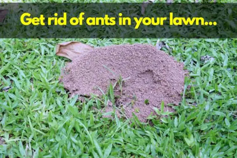 How Do You Get Rid of Ants in Grass [Fixes that Work ...
