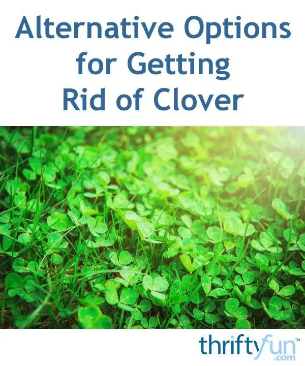 How Do You Get Rid Of Clover In Your Yard